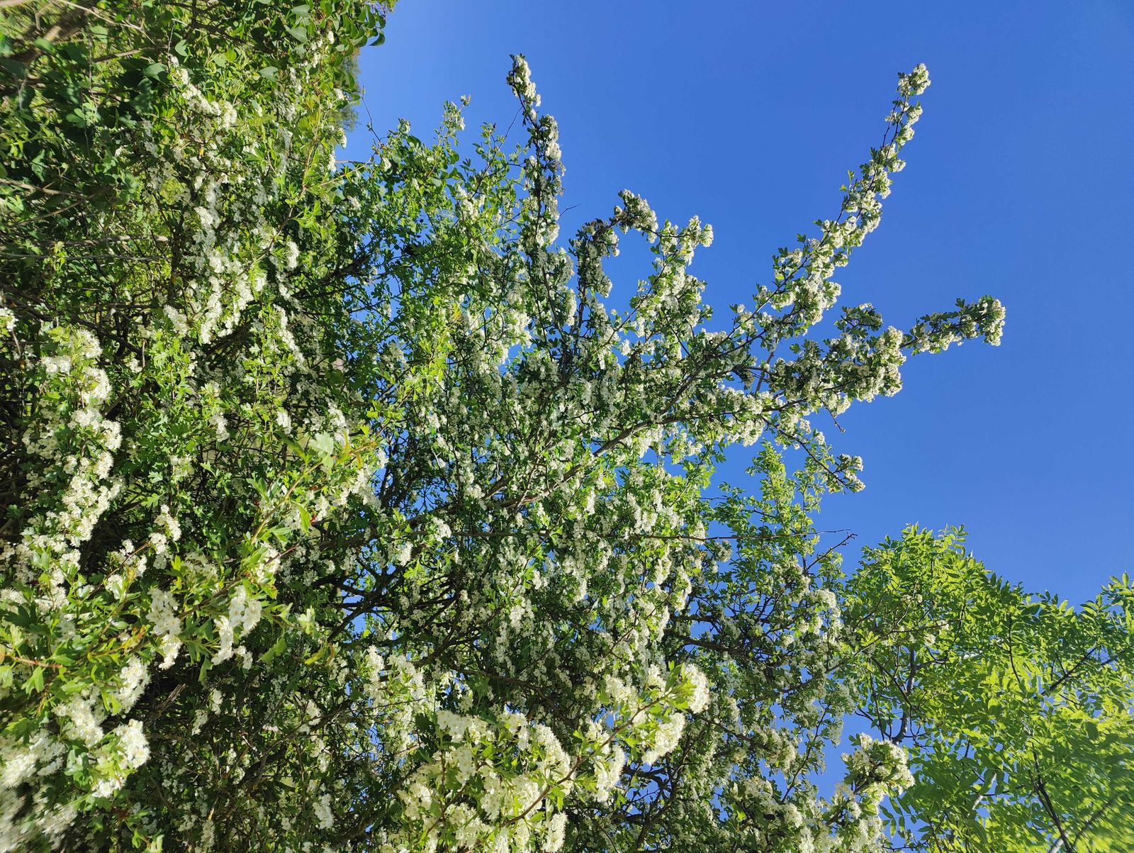 fleur-aubepine.jpg